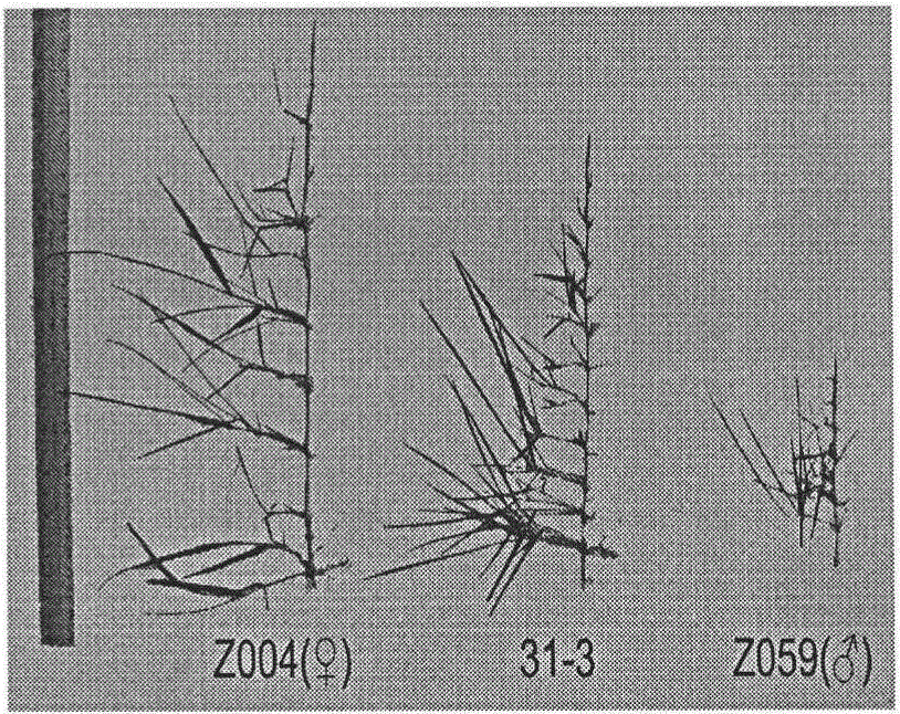 Interspecific hybridization breeding method for new zoysia plant variety