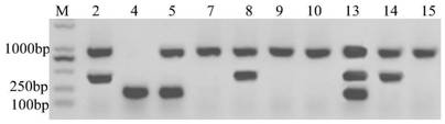 A rapd primer for distinguishing loofah varieties and its application