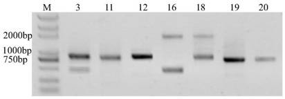 A rapd primer for distinguishing loofah varieties and its application