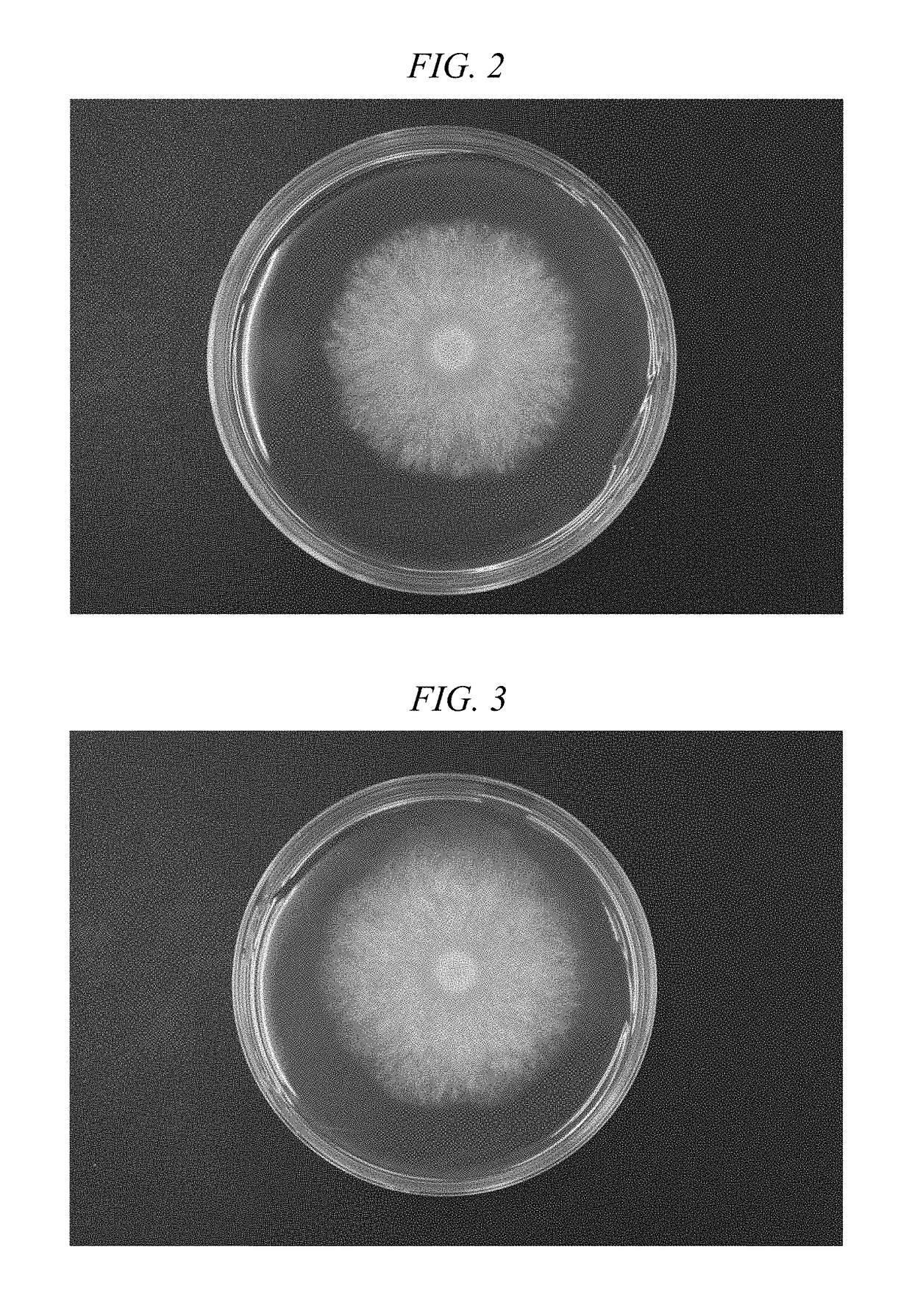 Aspergillus mutant strain