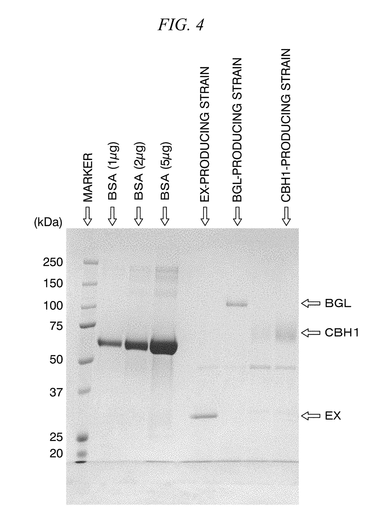 Aspergillus mutant strain