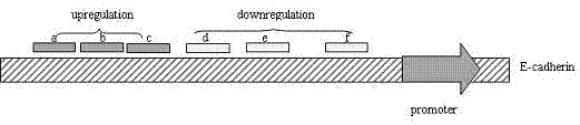 Method for transcriptional gene expression regulation and application