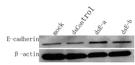 Method for transcriptional gene expression regulation and application