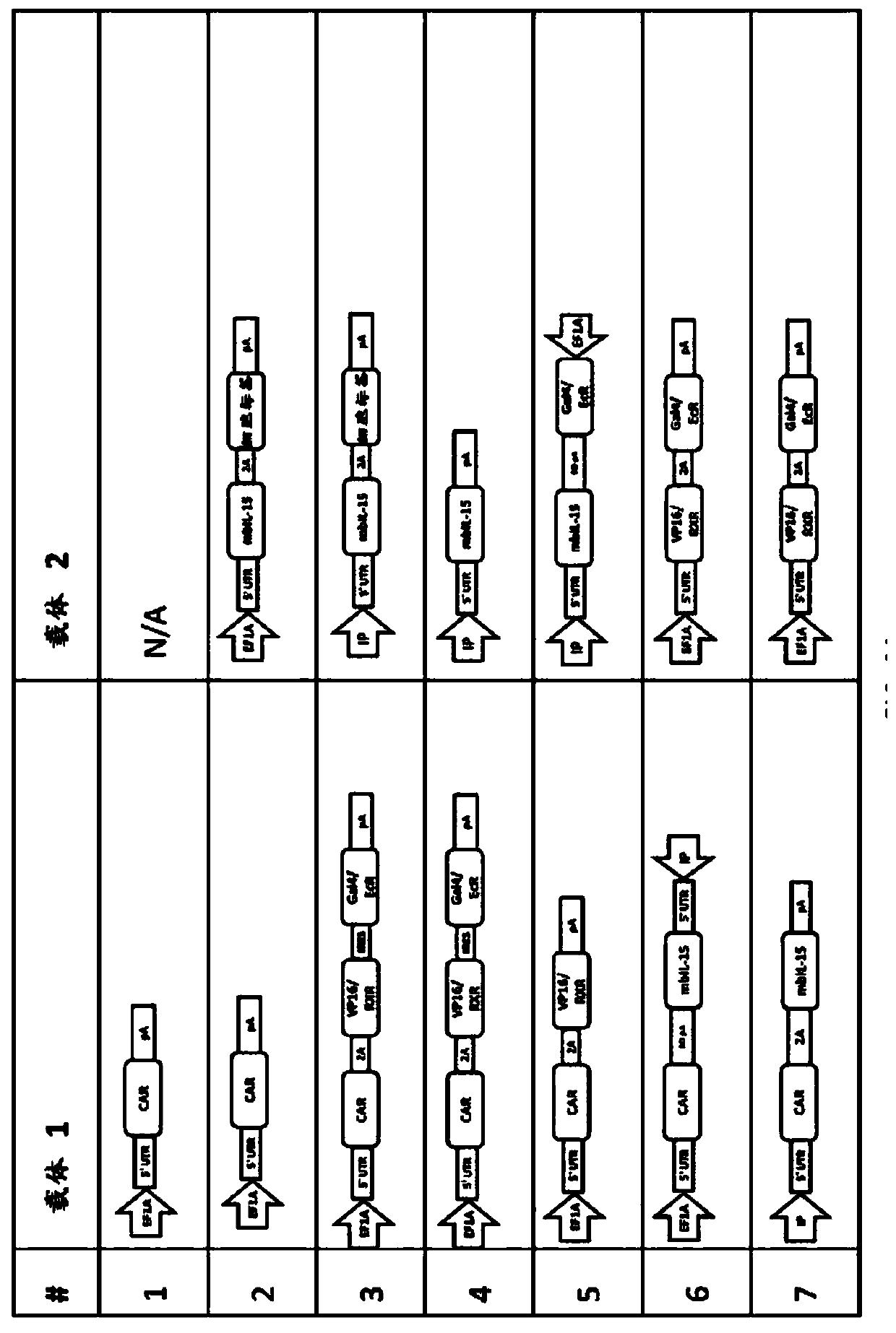 Modulating expression of polypeptides via new gene switch expression systems