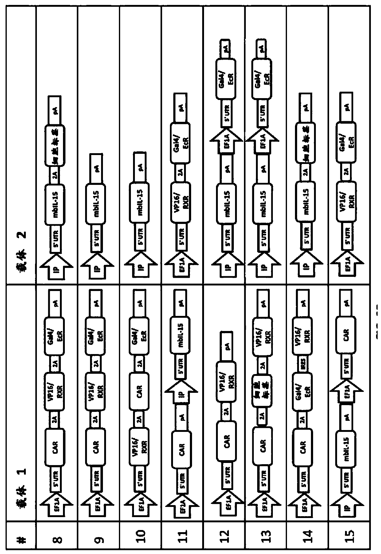 Modulating expression of polypeptides via new gene switch expression systems