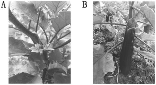 Eggplant fruit gene silencing system and construction method thereof