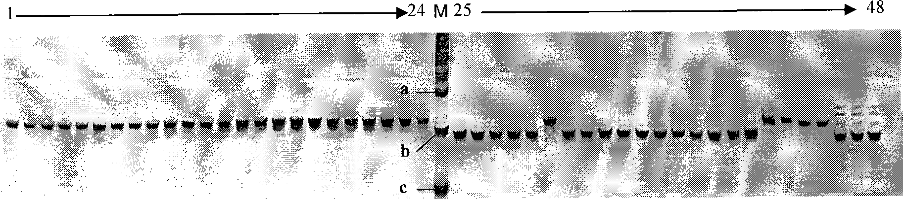 Molecule marker of red peel gene of weedy rice