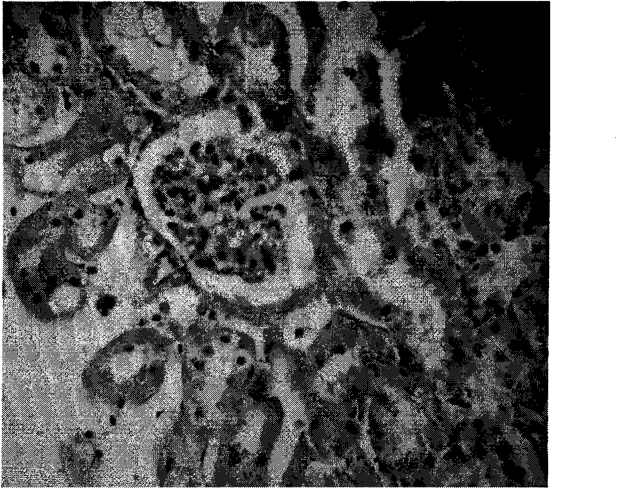 Preparation method of lead-eliminating milk powder