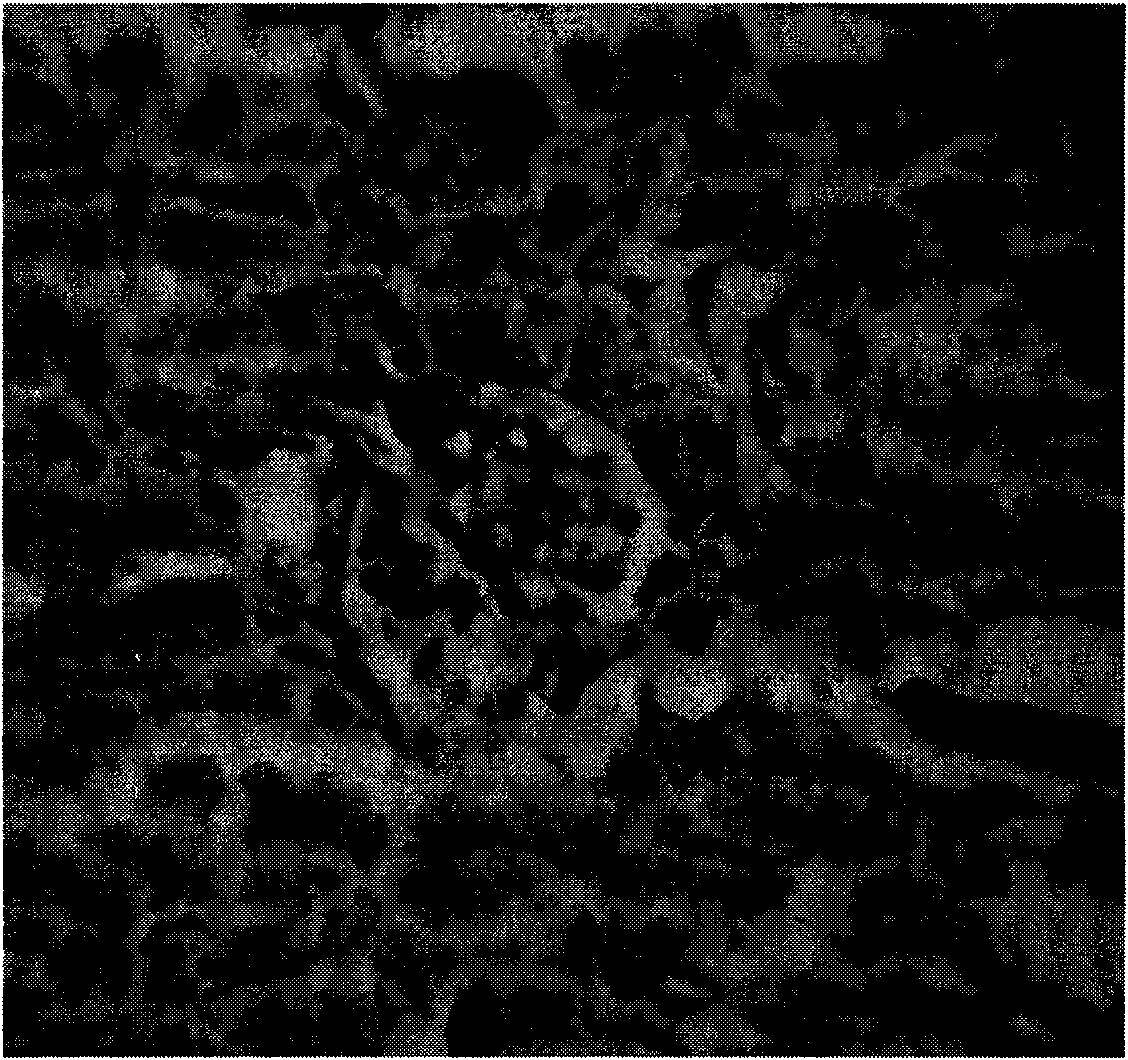 Preparation method of lead-eliminating milk powder