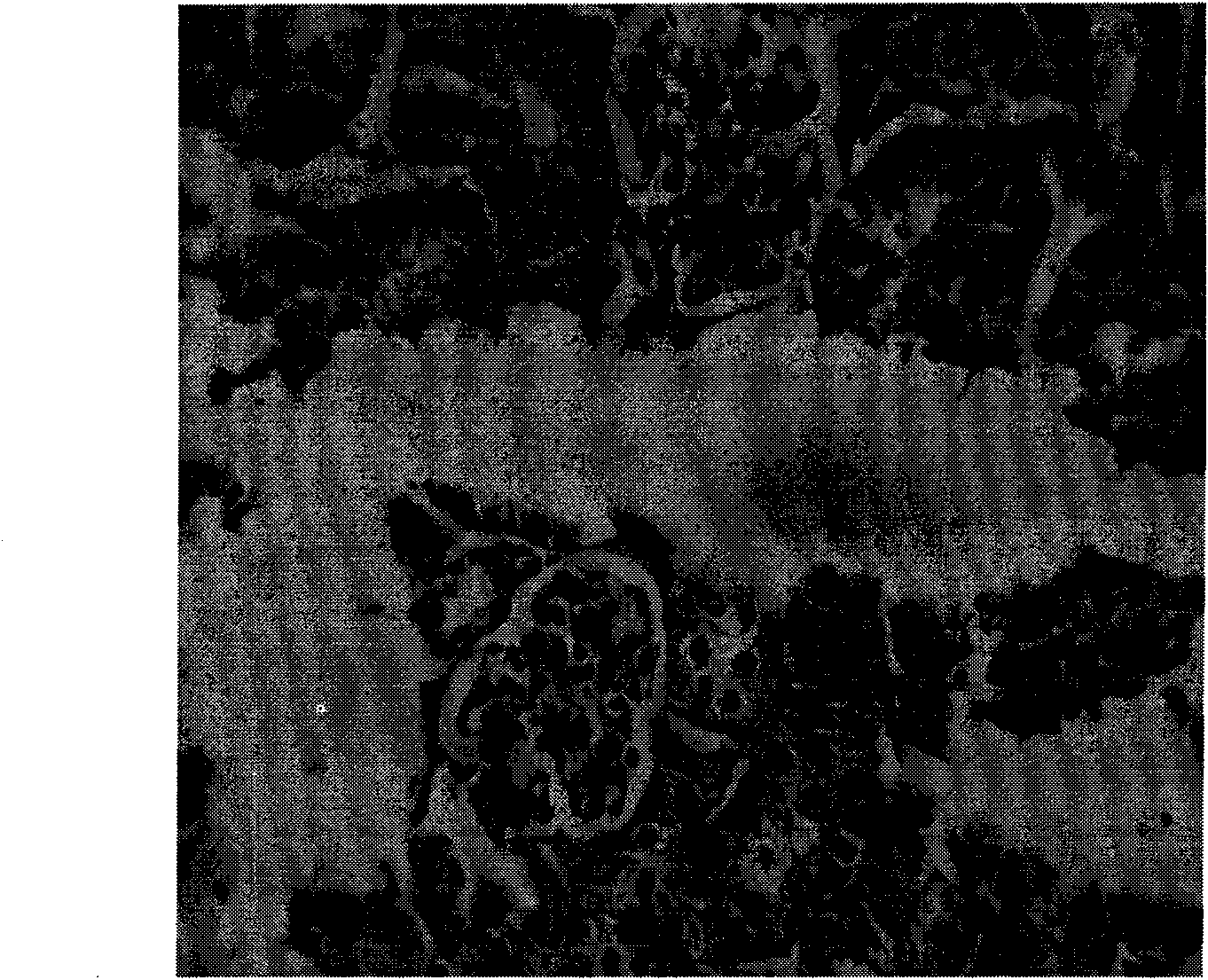 Preparation method of lead-eliminating milk powder