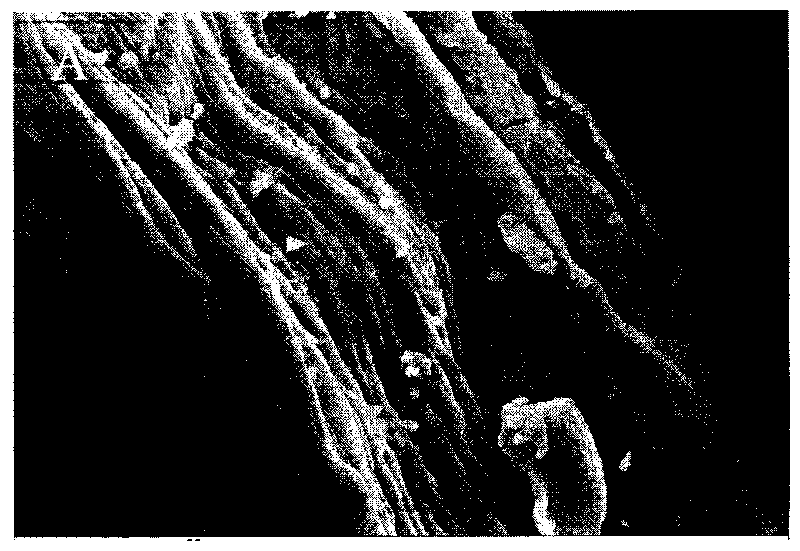 Method for treating tobacco stem