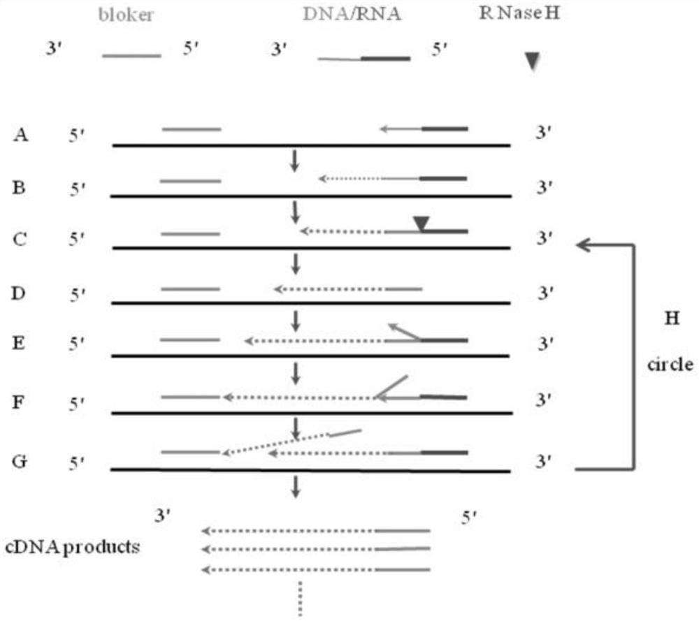 Molecular detection method of Alicyclobacillus acidoterrestris