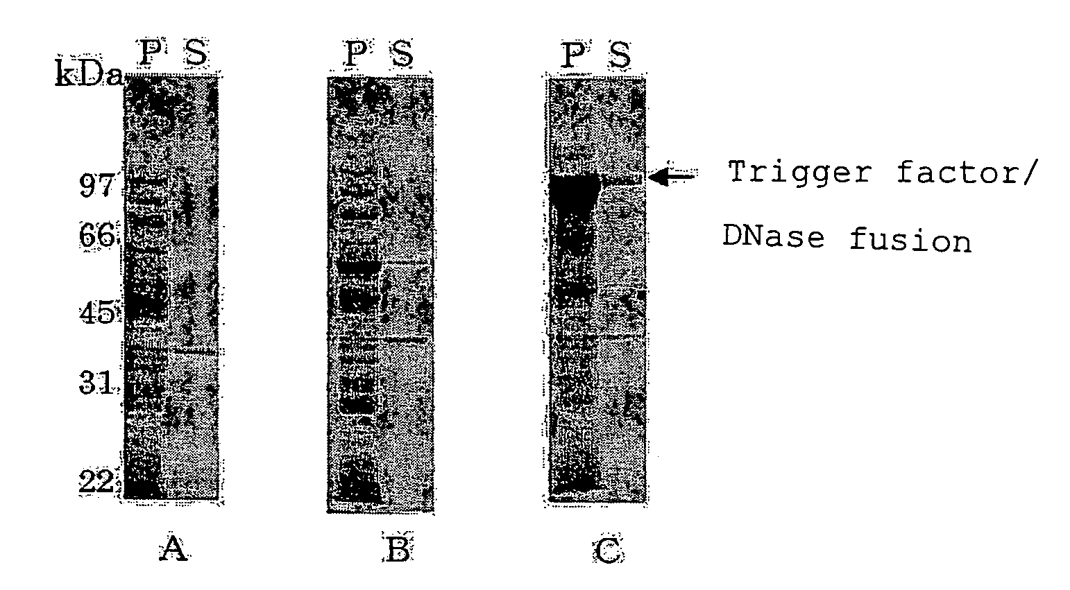 Process For Producing Polypeptide