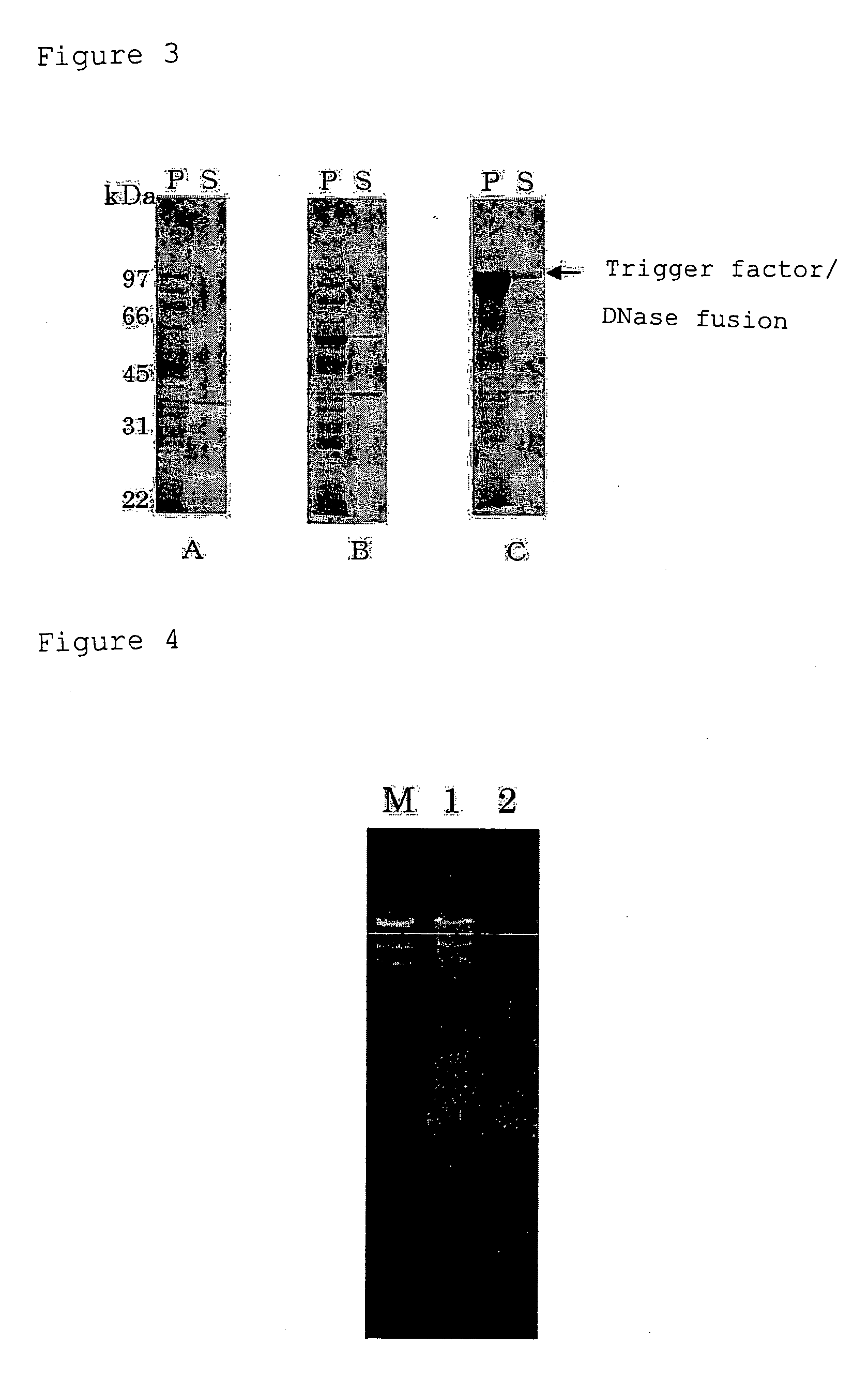 Process For Producing Polypeptide