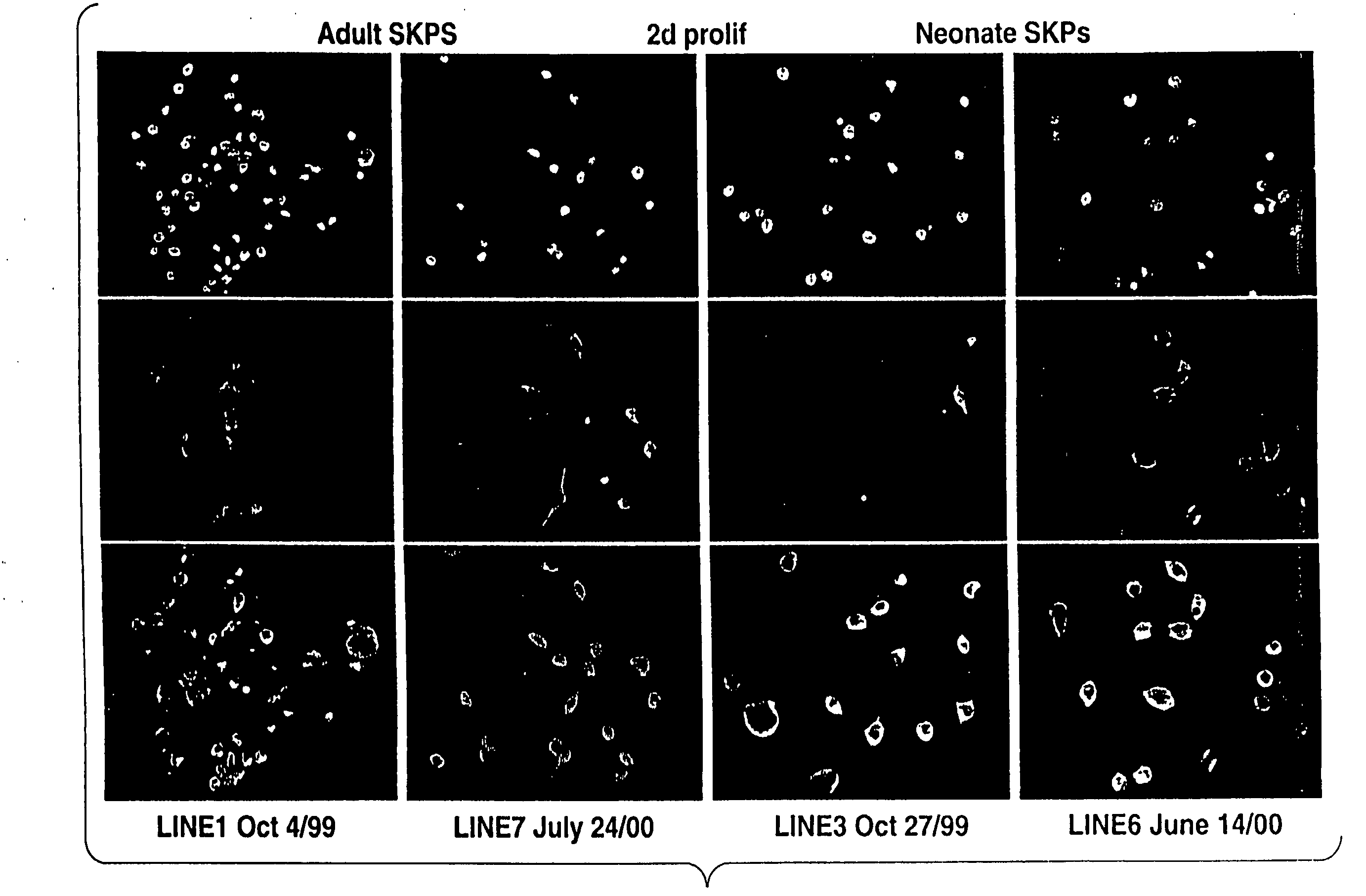 Multipotent stem cells from peripheral tissues and uses thereof