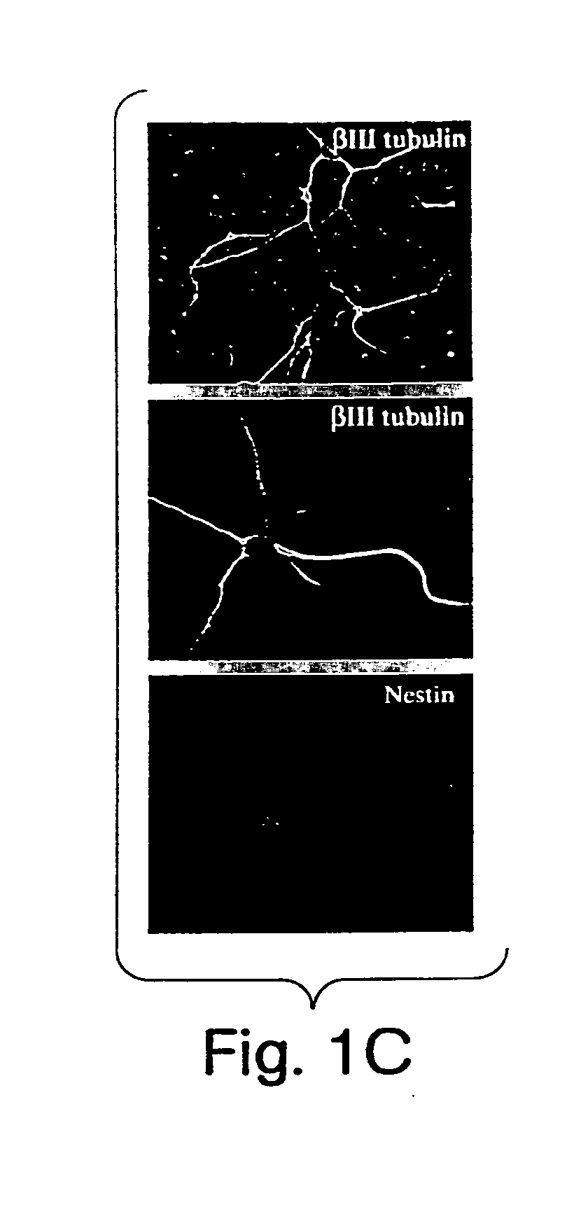 Multipotent stem cells from peripheral tissues and uses thereof