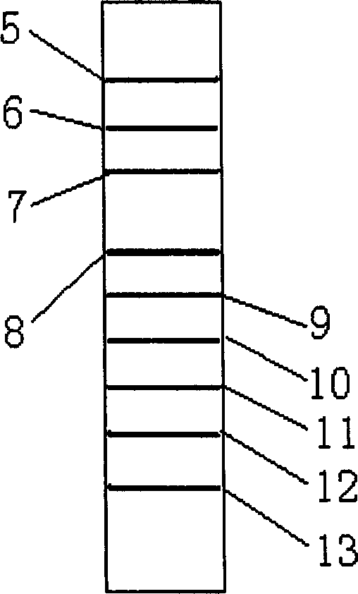 HCV and TORCH protein chip and its preparation and application method