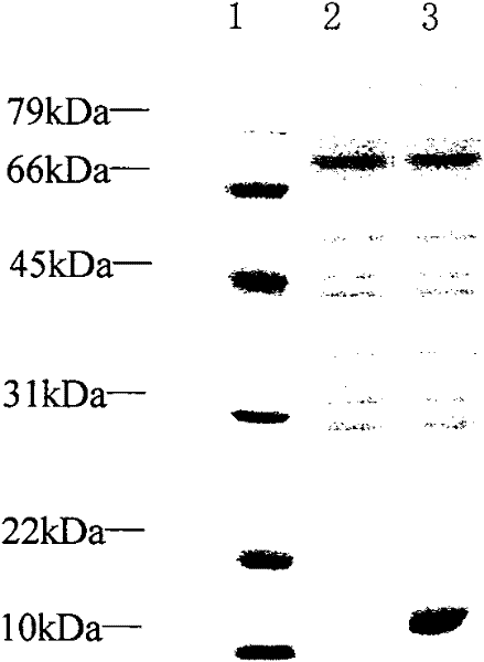 Method for constructing saccharopolyspora erythraea expression plasmid (pBlueV) containing vitreoscilla hemoglobin gene (vgb)