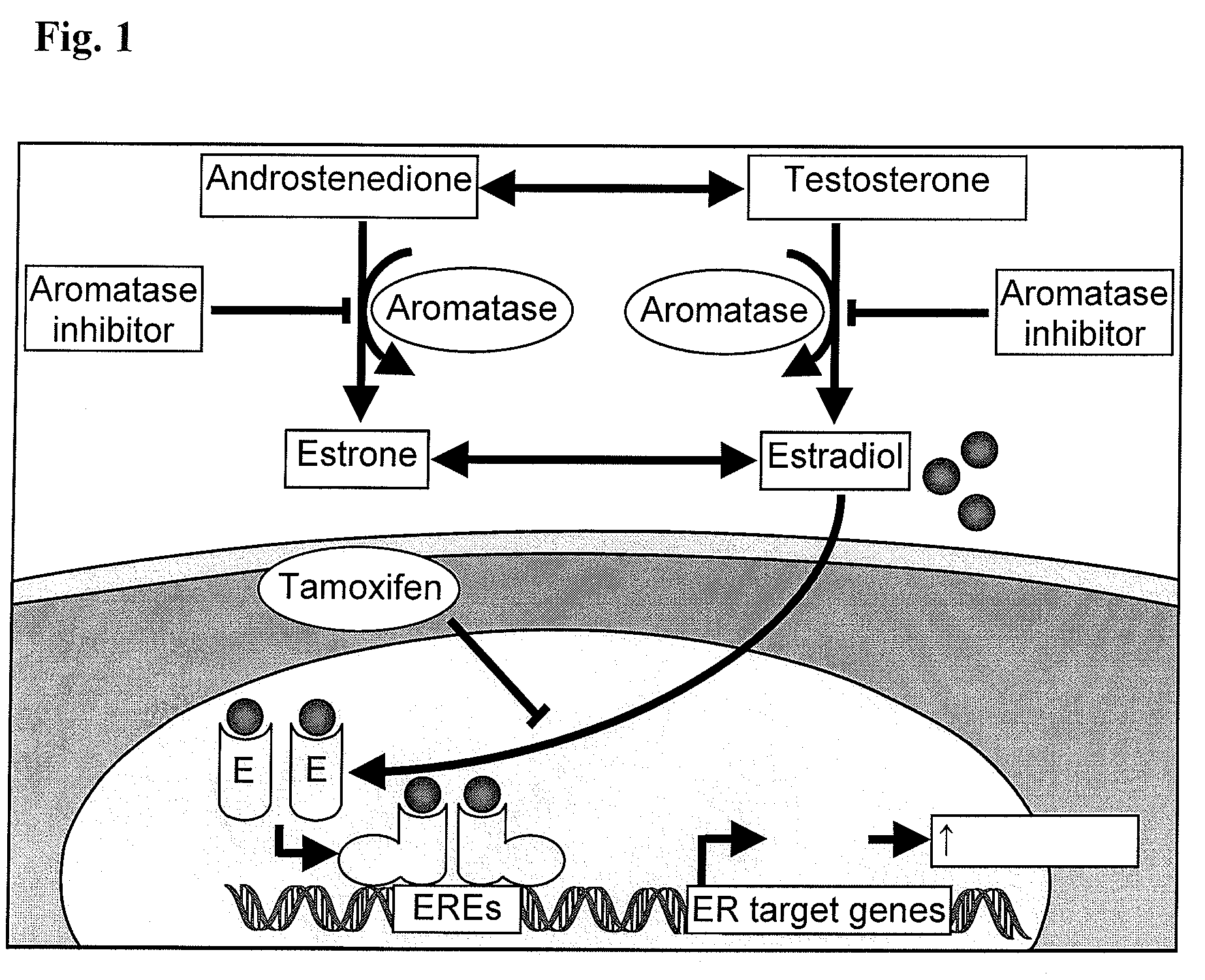 Compositions from Garcinia as Aromatase Inhibitors for Breast Cancer Chemoprevention and Chemotherapy