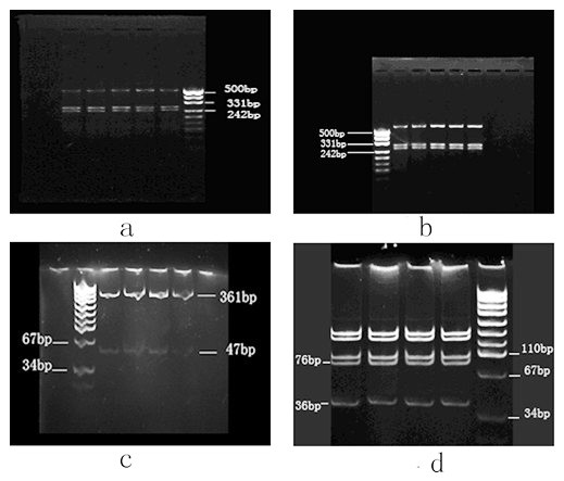 Method for detecting haplogroup of chondriogen and application thereof