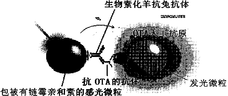 Kit for detecting ochratoxin A and detection method thereof