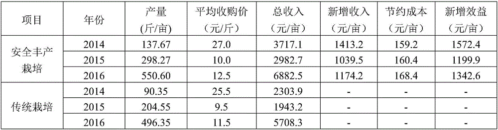 Safe and high-yield cultivation method of exocarpium