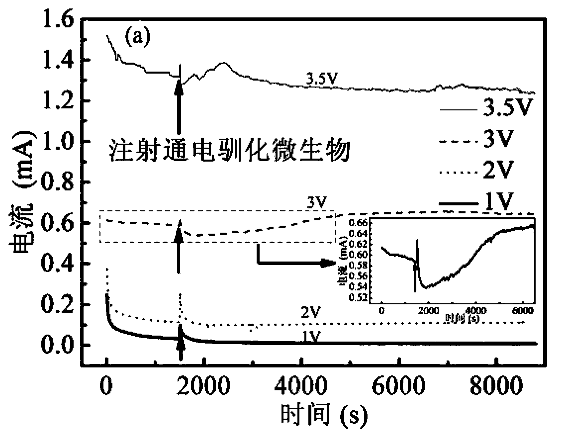 Device and method for detecting electron transfer in process of electrically promoted microorganism denitrification