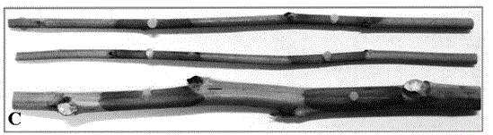 A method for identifying resistance to Sclerotinia sclerotiorum by plant in vitro stem inoculation