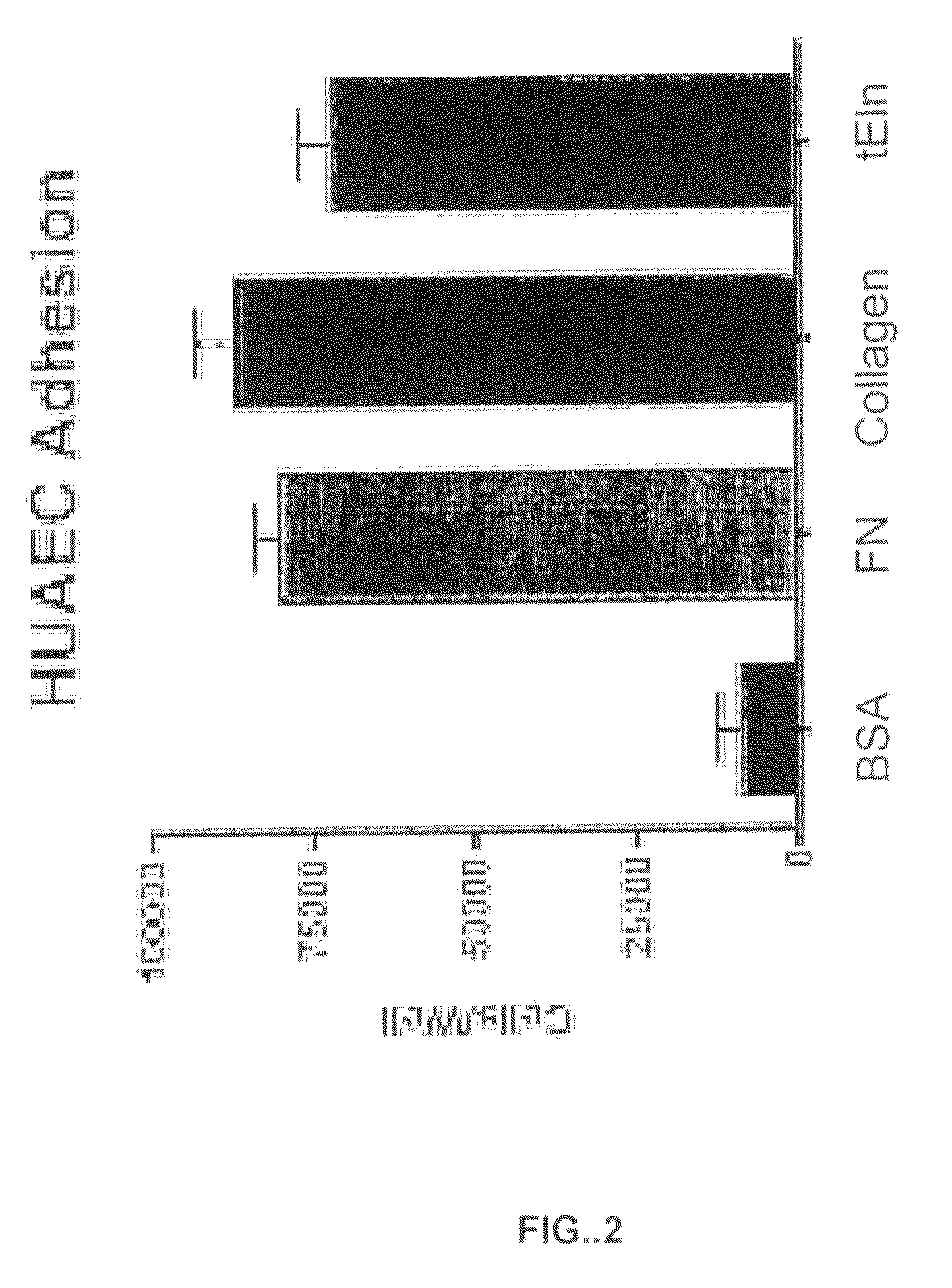 Tropoelastin for promoting endothelial cell adhesion or migration