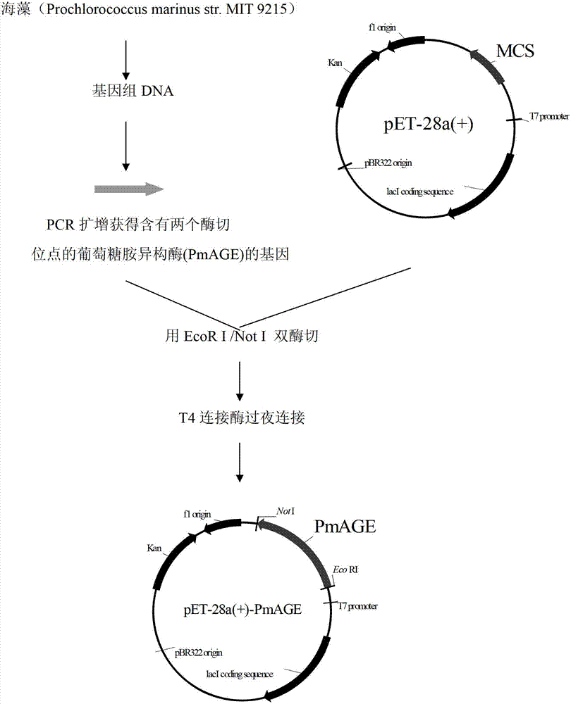 Application of N-acetylglucosamine isomerase in production of N-acetylmannosamine