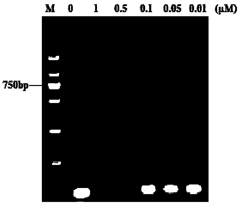 Asymmetrical hairpin probe and application thereof