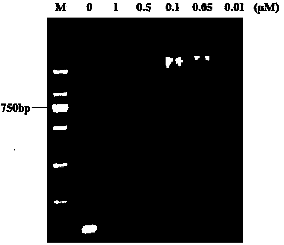 Asymmetrical hairpin probe and application thereof