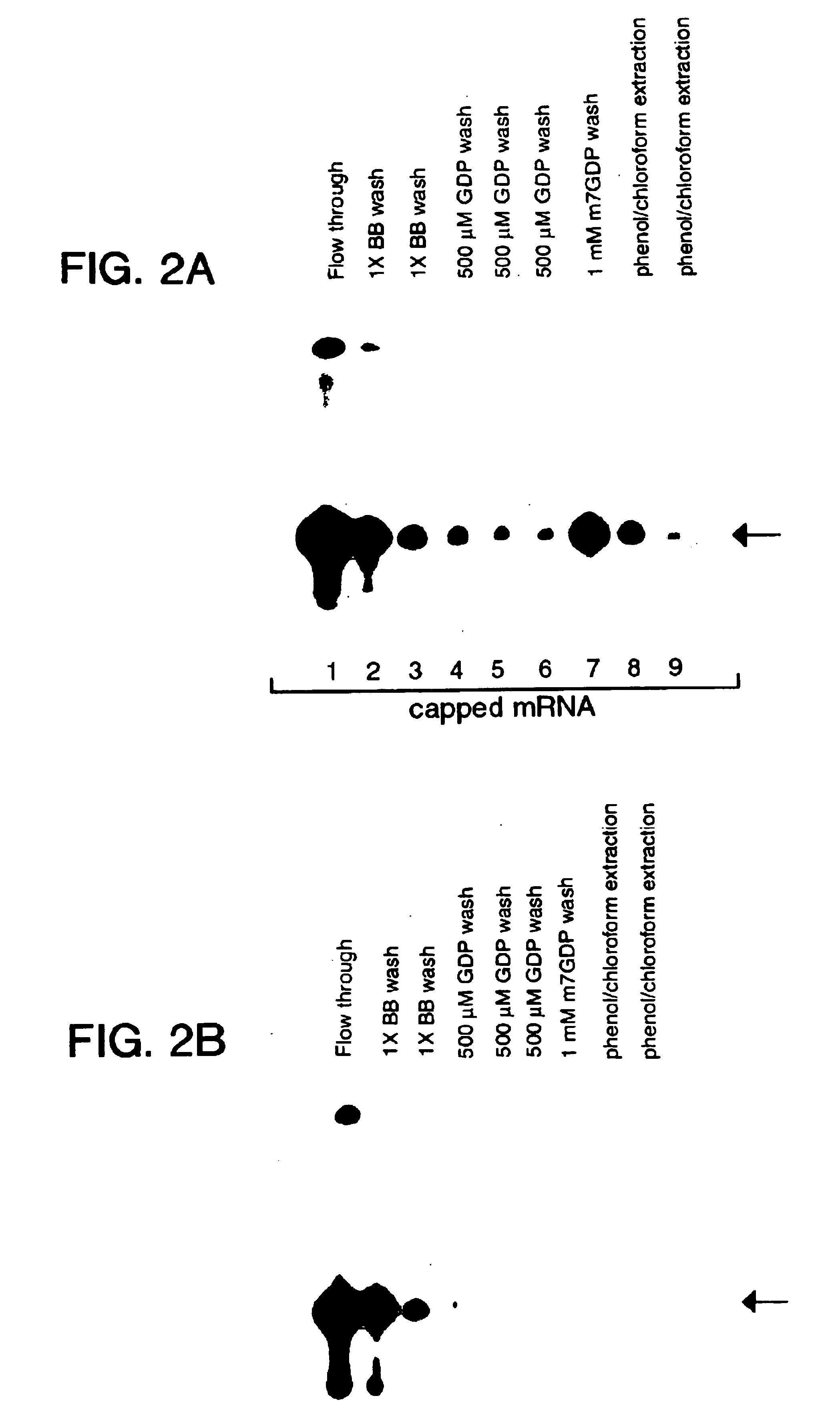 Preparation of capped mRNA