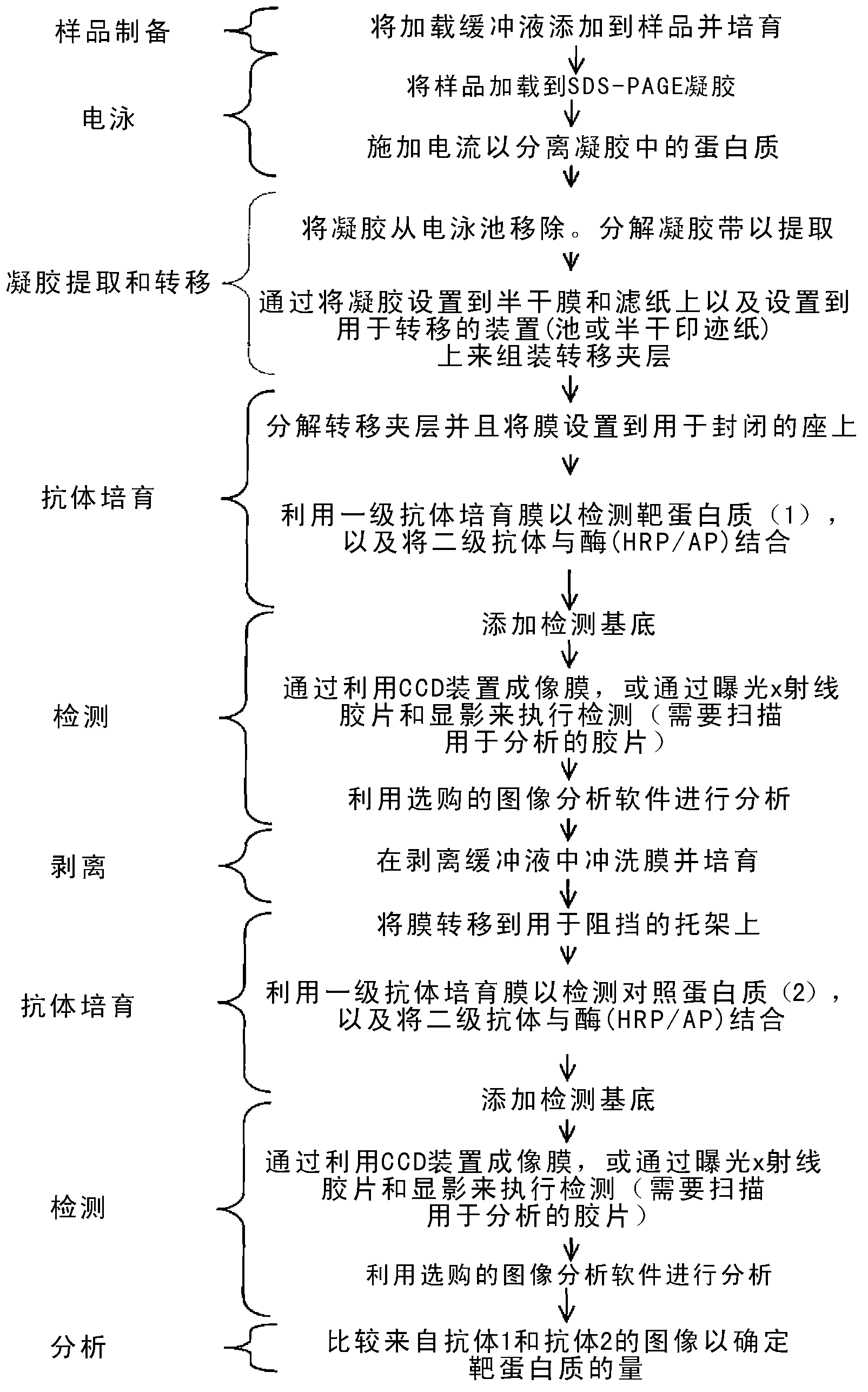 Western blot analytical technique