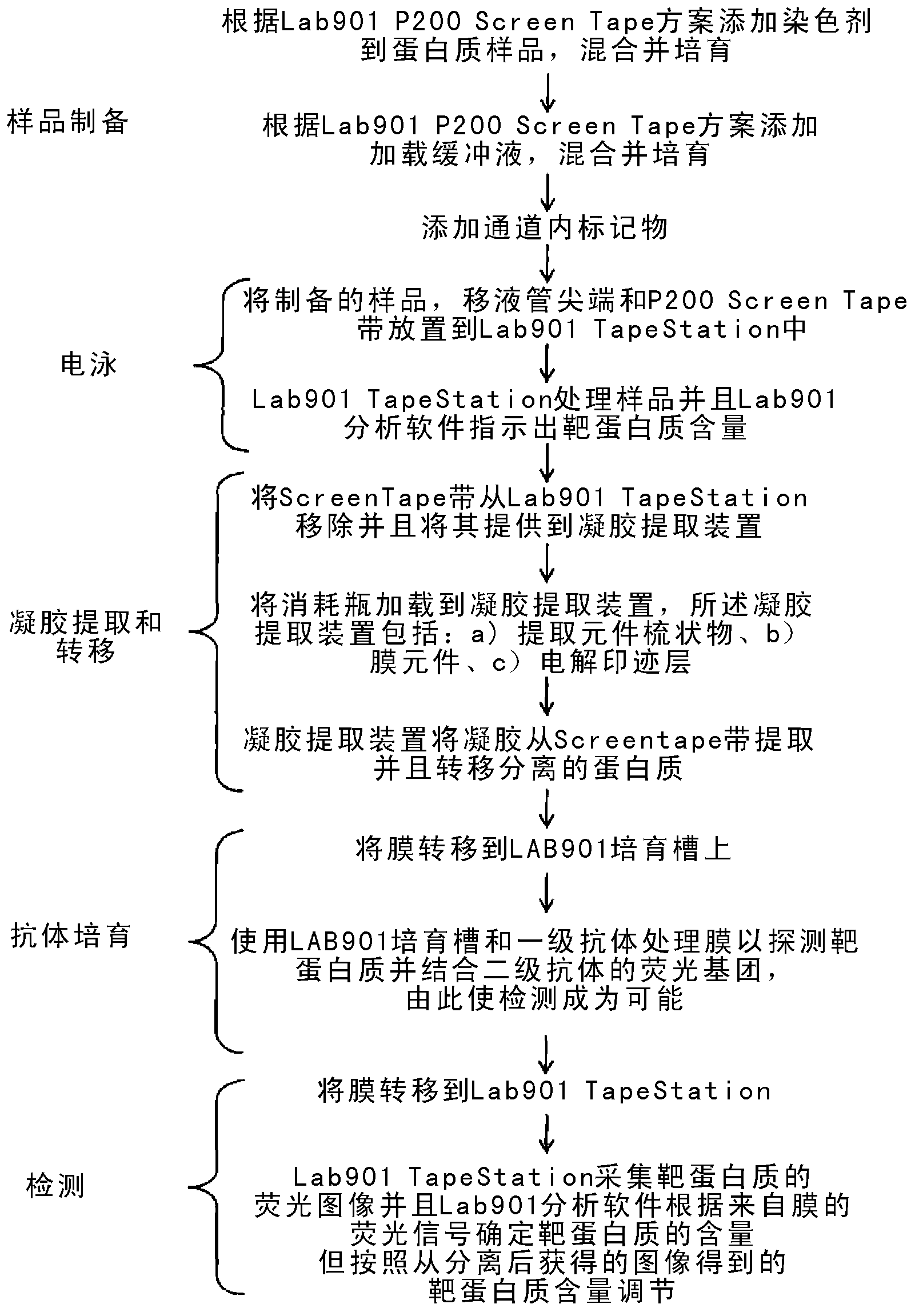 Western blot analytical technique