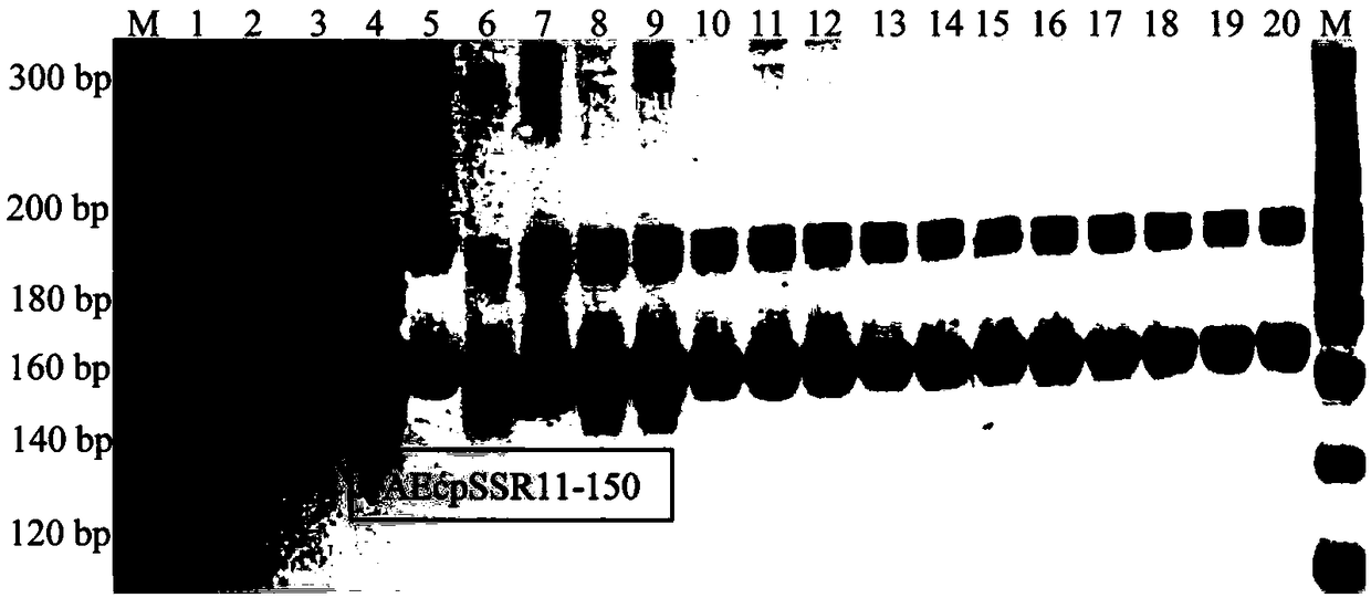 Abelmoschus esculentus chloroplast microsatellite polymorphic marker primers and method for molecular identification of varieties