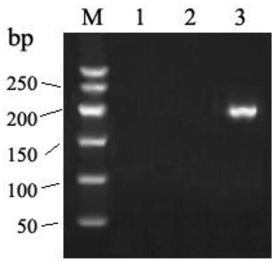 Rh blood type DEL type RHD1073T&gt;A allele and application thereof