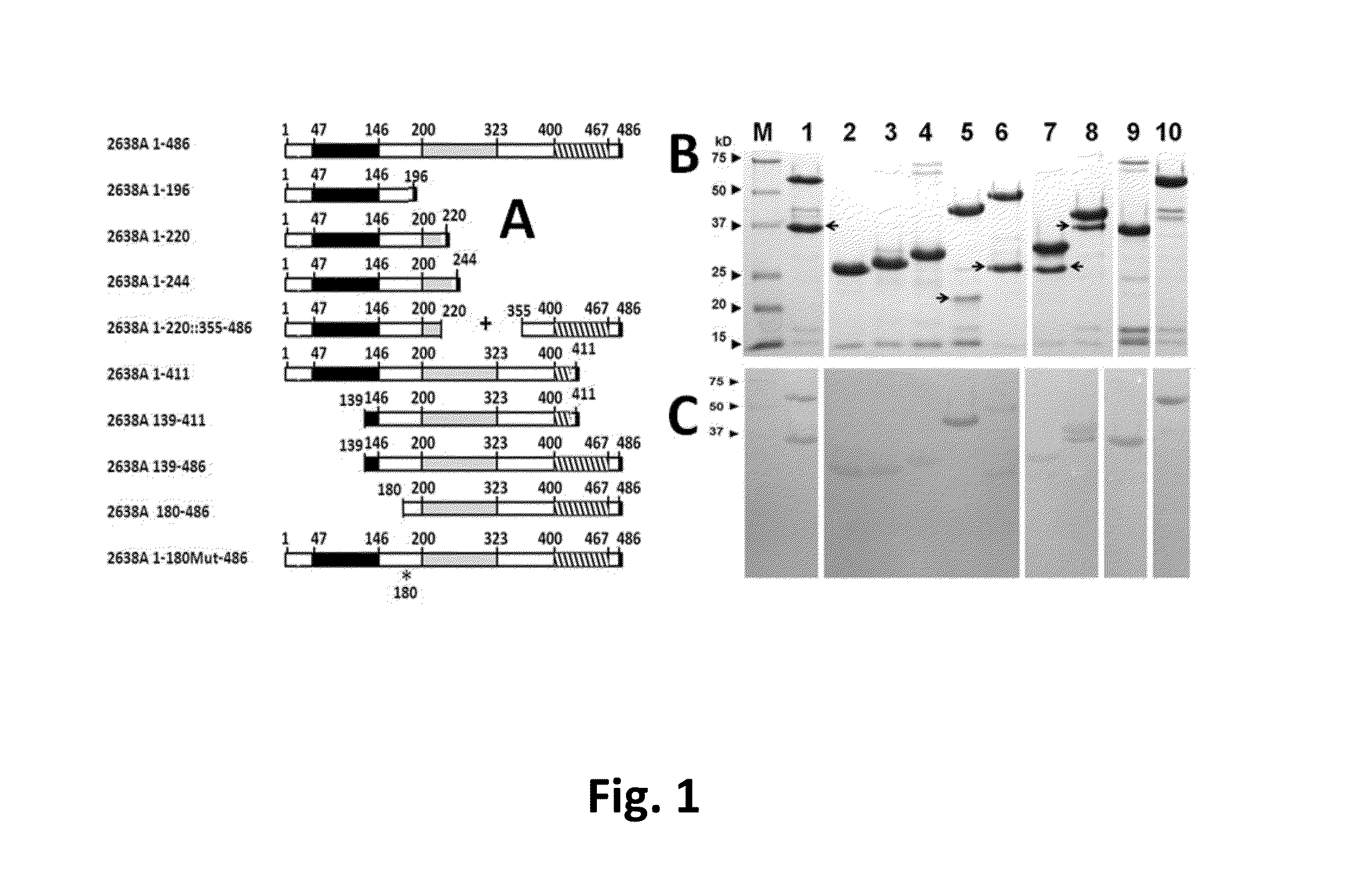 Staphylococcal Phage2638A Endolysin Amidase Domain Is Lytic for Staphylococcus aureus