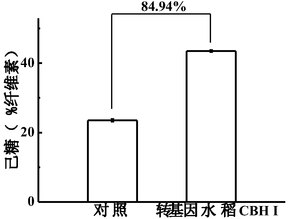 Method for Improving Rice Straw Degradation Transformation Efficiency Using Exoglucanase