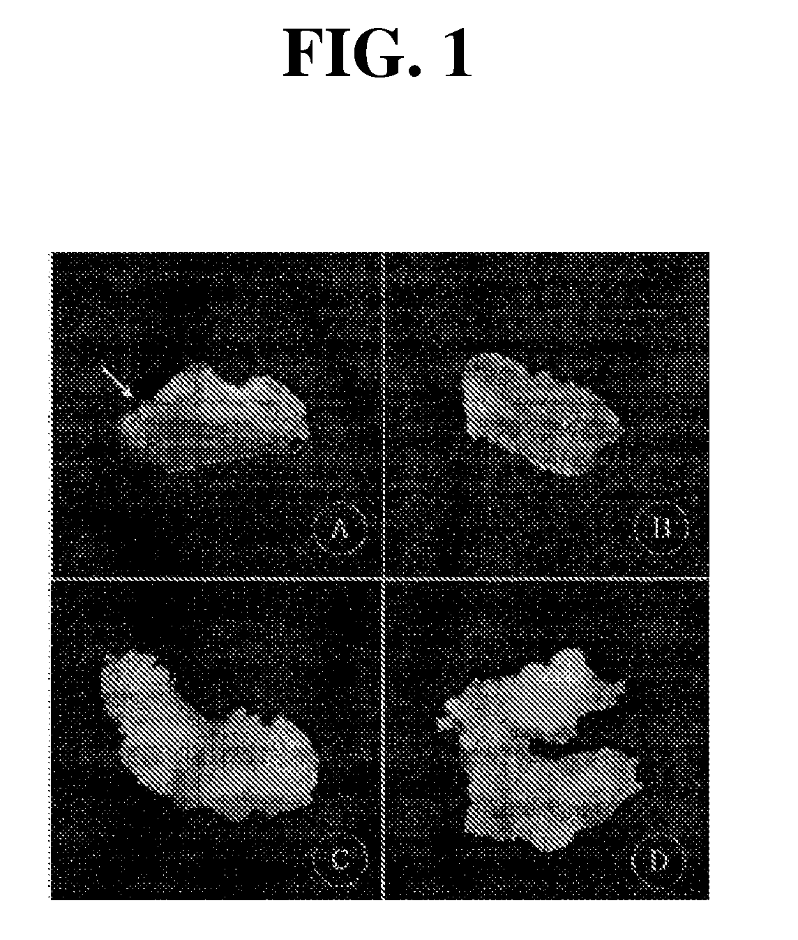 Isolated population of plant single cells and method of preparing same