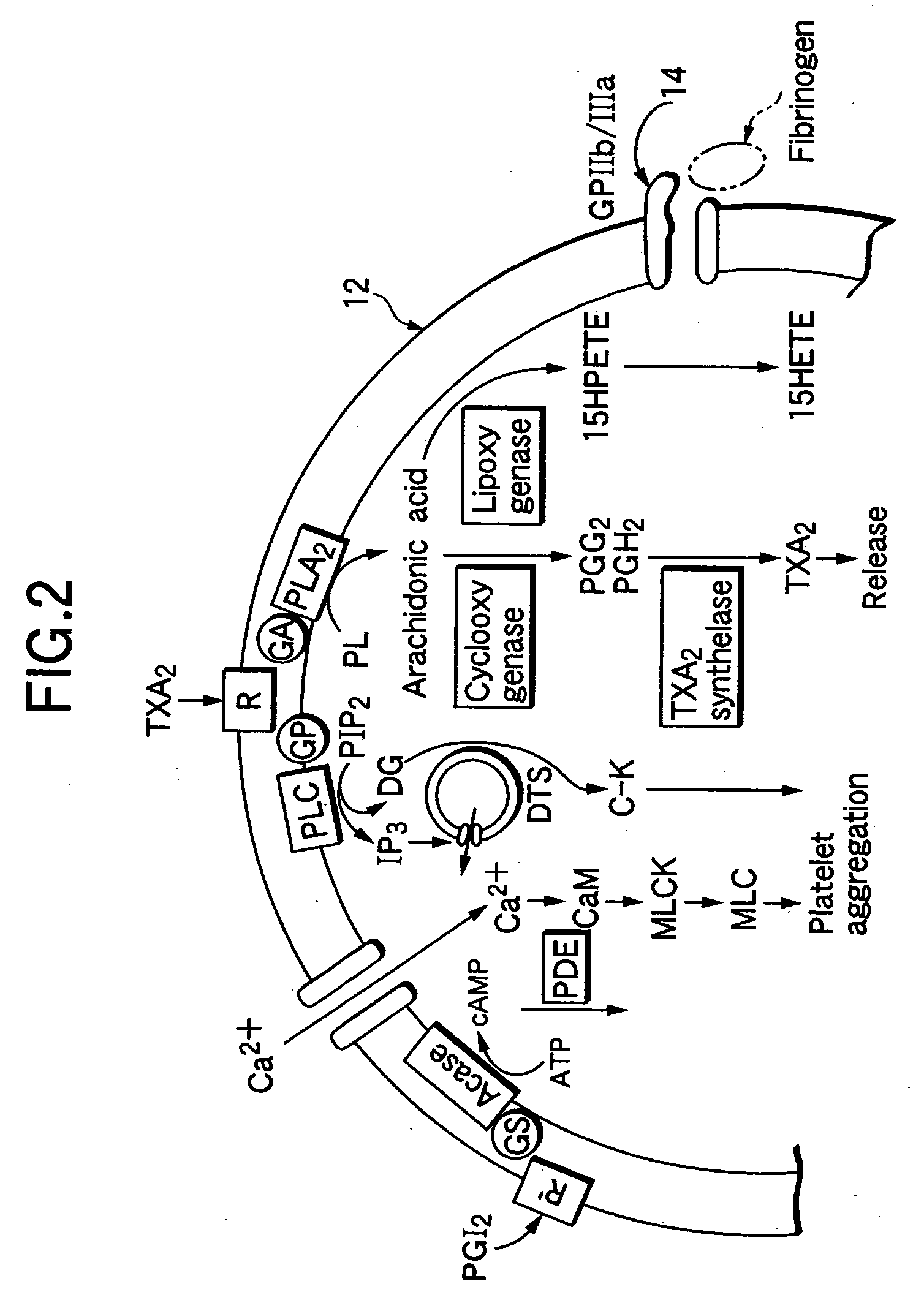 Parenteral pharmaceutical composition containing humanized monoclonal antibody fragment and stabilizing method thereof