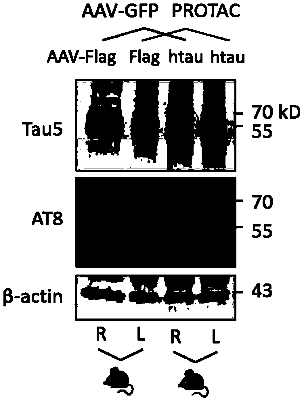 Chimera for specifically degrading tau protein, encoding gene of chimera and application of chimera and encoding gene