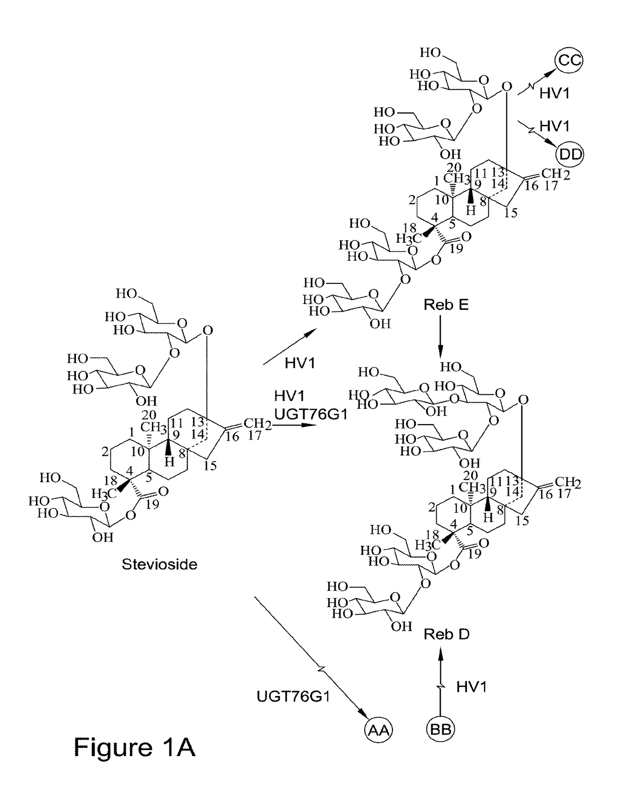 Recombinant production of steviol glycosides