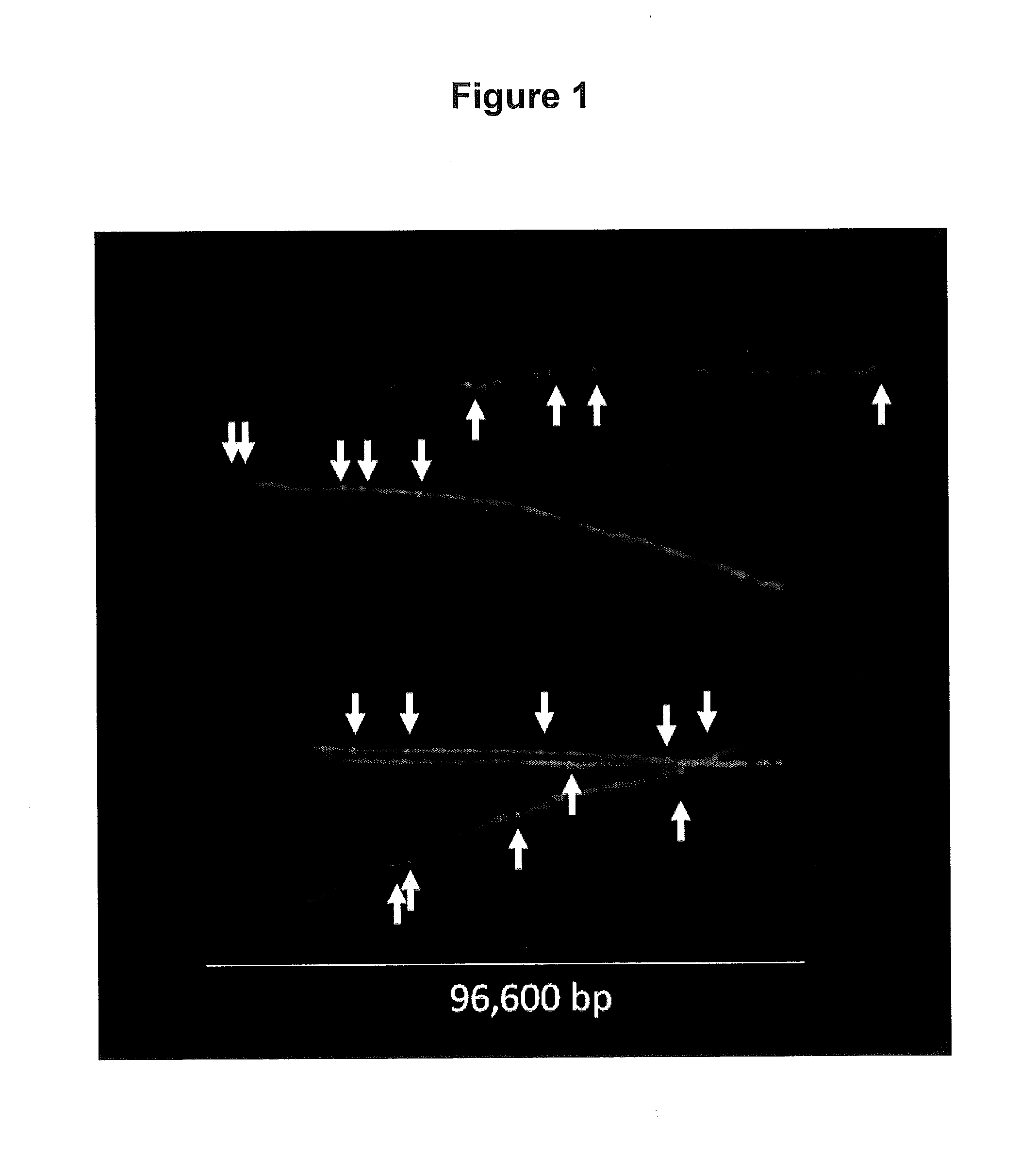 Detection of Damage to DNA