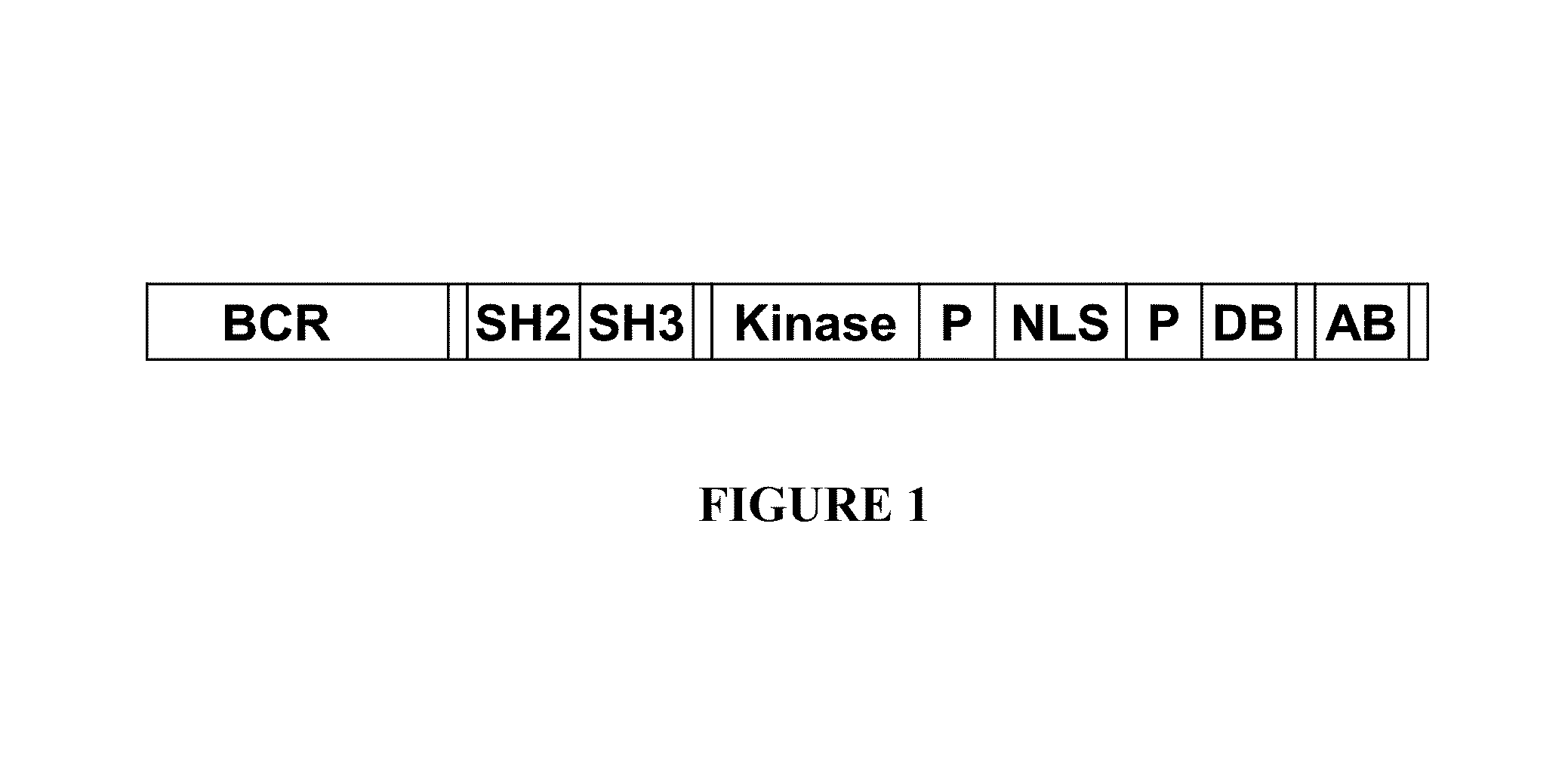 BCR-ABL truncation mutations