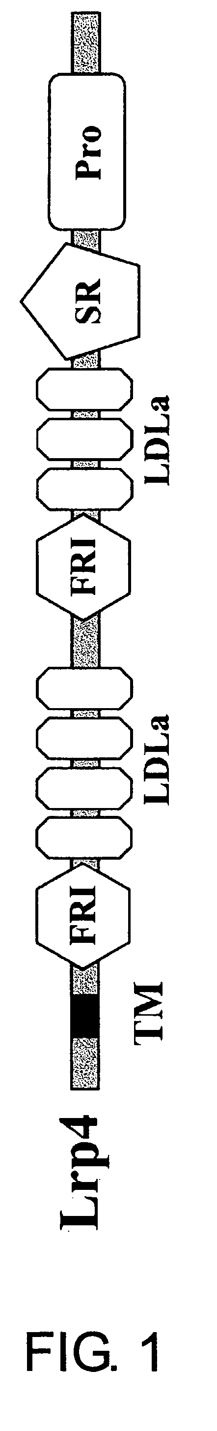 Lrp4/corin dopamine-producing neuron proliferation precursor cell marker