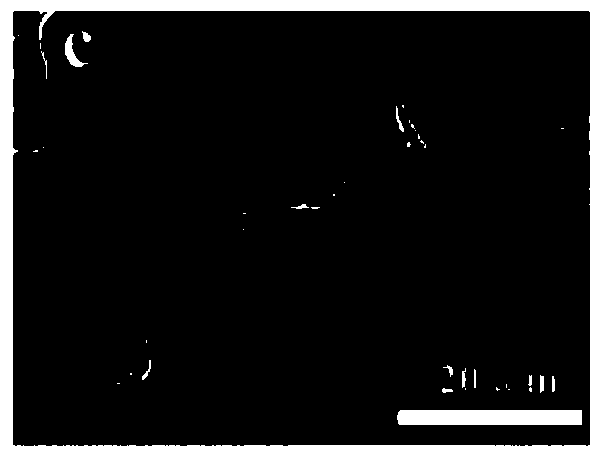 Preparation method and application for amphiphilic naphthoyl diimide gelator