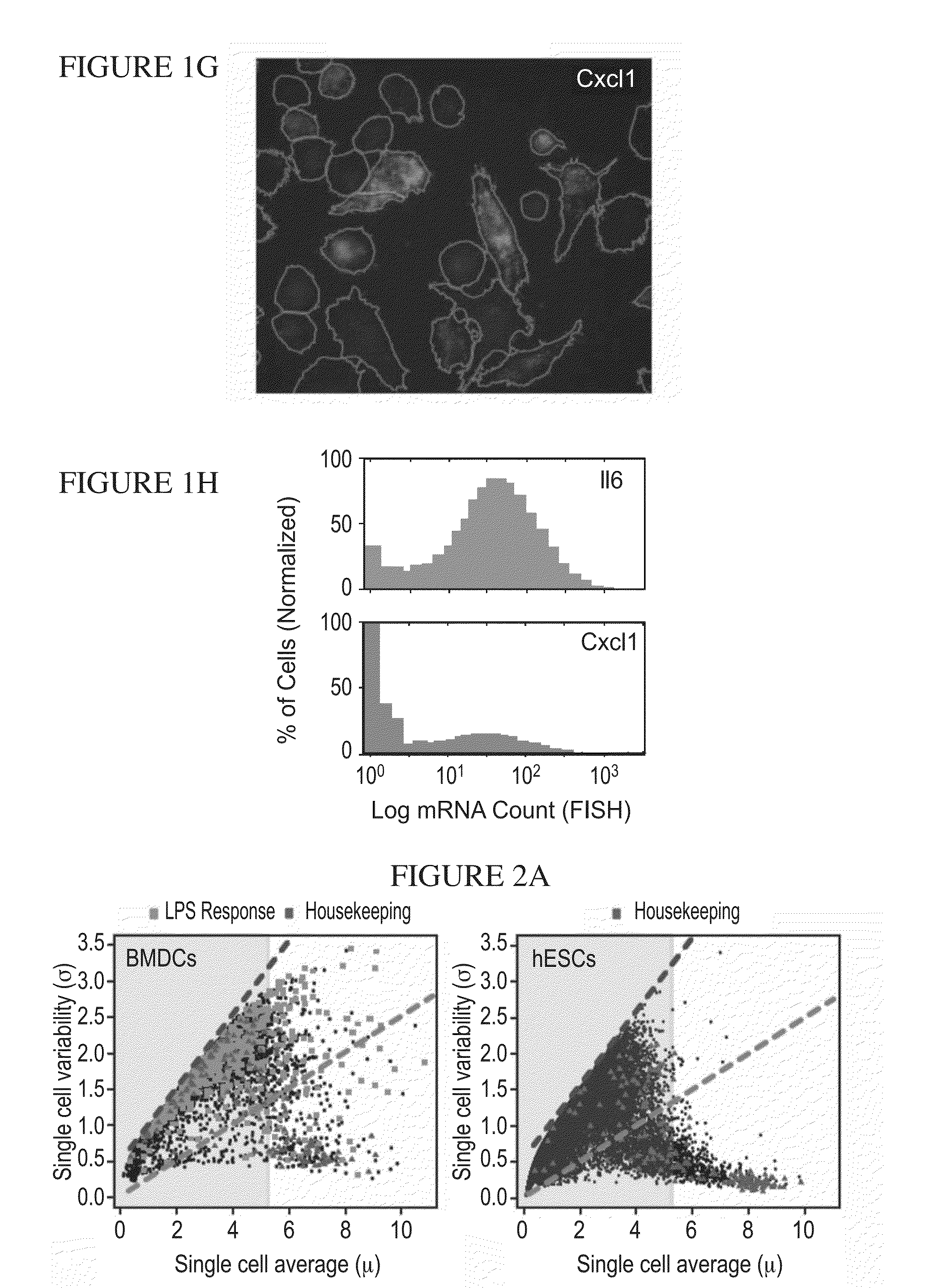 Dendritic cell response gene expression, compositions of matters and methods of use thereof