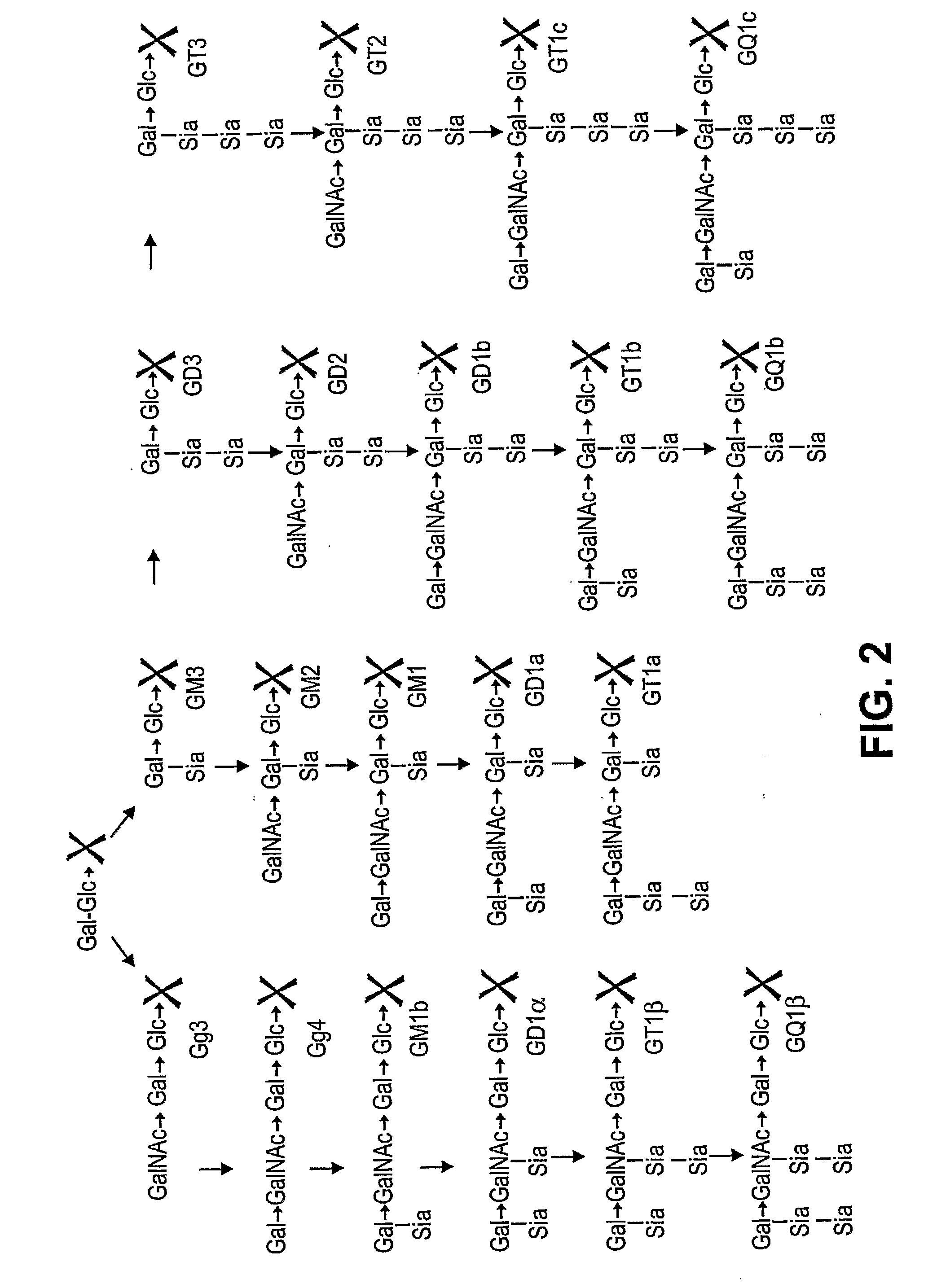 Mutant Endoglycoceramidases With Enhanced Synthetic Activity