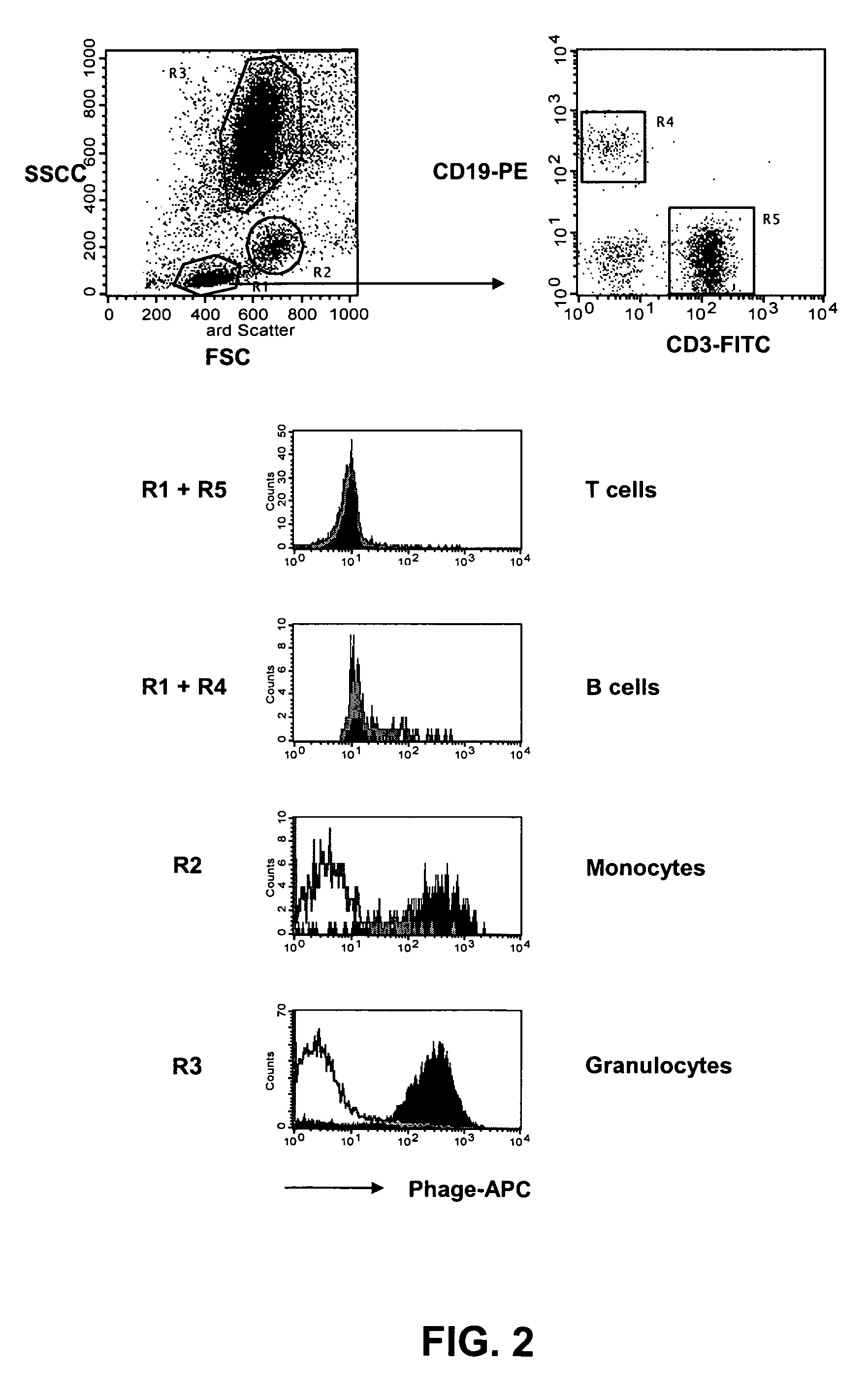 Binding molecules for the treatment of myeloid cell malignancies